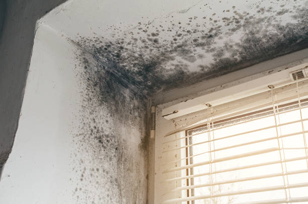 Affordable Mold Inspection solutions in Elkwood, VA